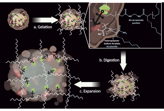 Gelation, digestion, expansion process diagram with polymer network for cellular material visualization.