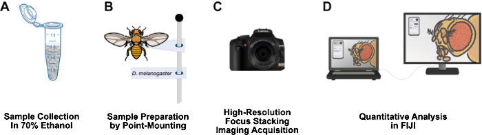 Sample collection, preparation, imaging, and analysis; focus stacking; quantitative analysis in FIJI.
