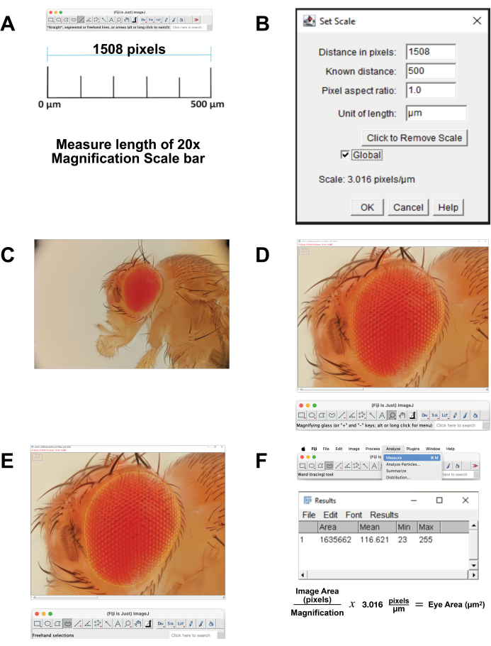 Microscopic image analysis process using scale bar calibration for Drosophila eye area measurement.