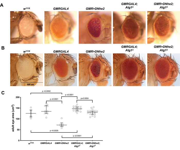 Drosophila eye phenotype analysis, microscopy images of genetic variants, eye area comparison chart.