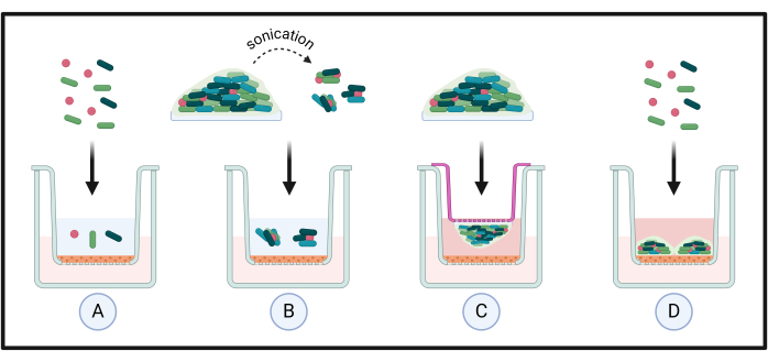 Sonication diagram showing bacterial lysis process and separation stages for DNA extraction.
