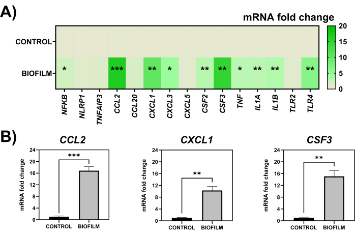 Bar charts showing mRNA fold change in control vs biofilm conditions, highlighting genes CCL2, CXCL1, CSF3.