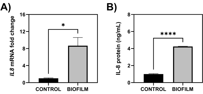 IL8 mRNA fold change and protein level comparison in control vs. biofilm; bar graphs with significance.