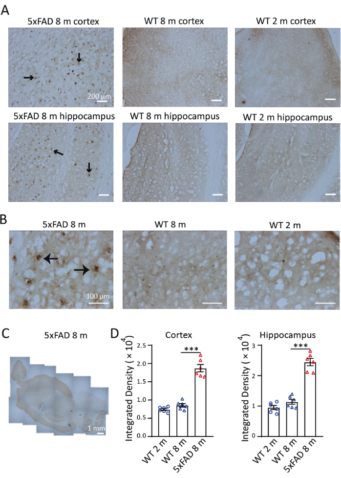 Assessing Iron Deposition in the Brains of 5xFAD Mice by Perls'/DAB ...