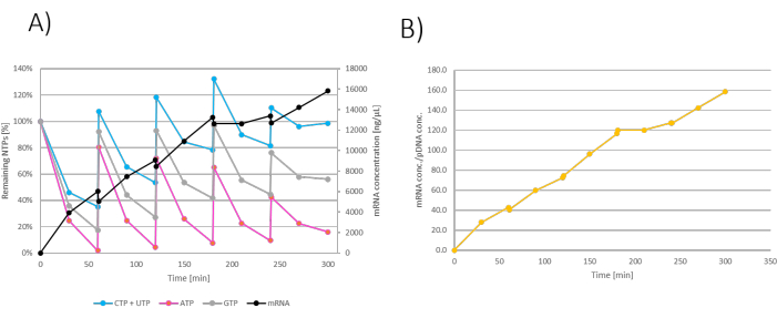 RNA synthesis vs. time charts; panel A: nucleotides and mRNA levels; panel B: mRNA conc. analysis.