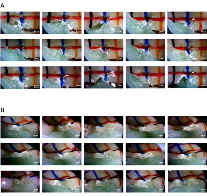 Tooth wear progression, micrograph sequence, dental abrasion analysis, 2mm and 1mm scales.