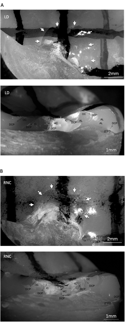 Microscopy image of insect anatomy, labeling dorsal structures and cavities, 2-1mm scale.