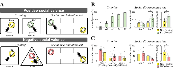 Social valence experiment; diagrams and graphs showing training, discrimination tests, interaction data.