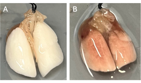 Decellularization experiment, lungs comparison, A: decellularized lung, B: native lung, research study.