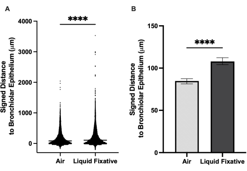 Bronchiolar epithelium distance measurement, bar and violin plot; data analysis of air vs. liquid fixative.