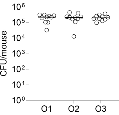 Bacterial CFU/mouse in logarithmic graph; comparative analysis of samples O1, O2, O3.