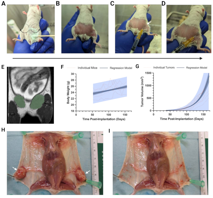 figure-results-2 Mouse tumor modeling; tumor injection, MRI, growth graphs, dissection results; oncology research.