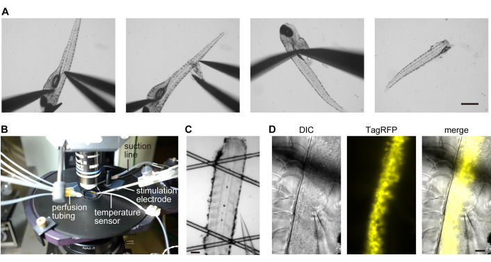 Microscopy of zebrafish; includes stimulation setup, DIC, fluorescence, merged results, electrophysiology.