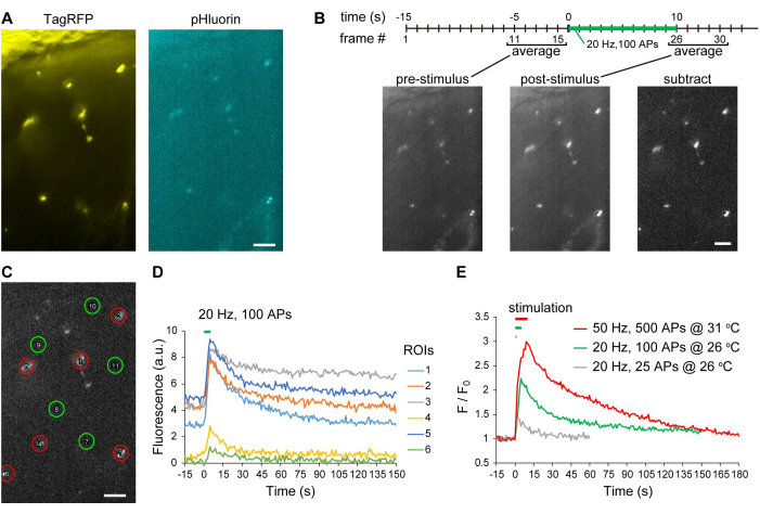 Fluorescence microscopy and analysis; diagrams and graphs showing stimulus response and data results.