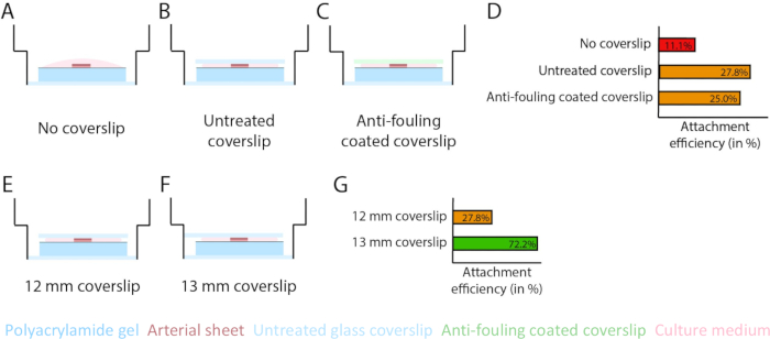 Static equilibrium coverslip setup diagrams; efficiency results chart for arterial attachment analysis.