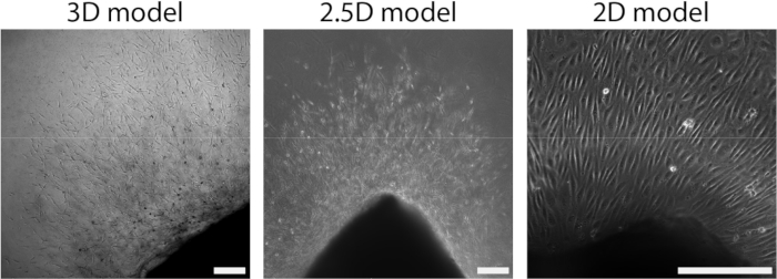 Cell growth comparison in 3D, 2.5D, 2D models; microscope images for tissue engineering analysis.