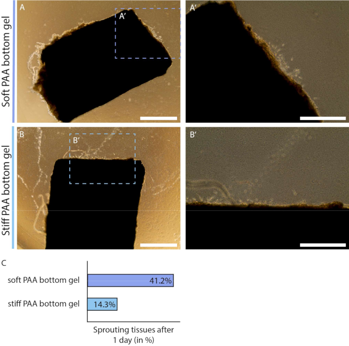 Polyacrylamide gel tissue sprouting microscopy and bar chart; stiffness impact on growth analysis.