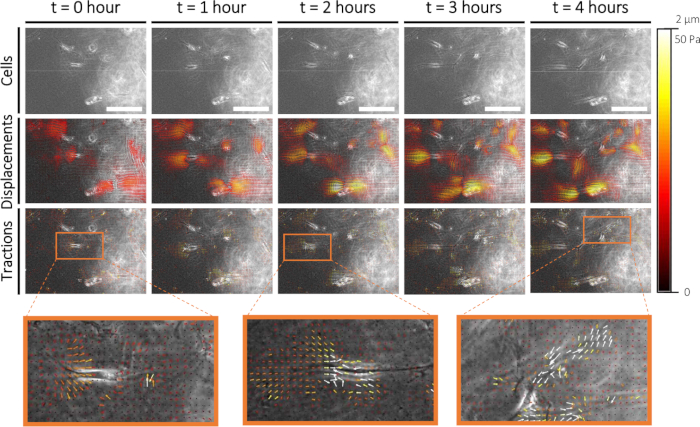 Cell traction force microscopy over time with displacement vectors; experiment on cellular mechanics.