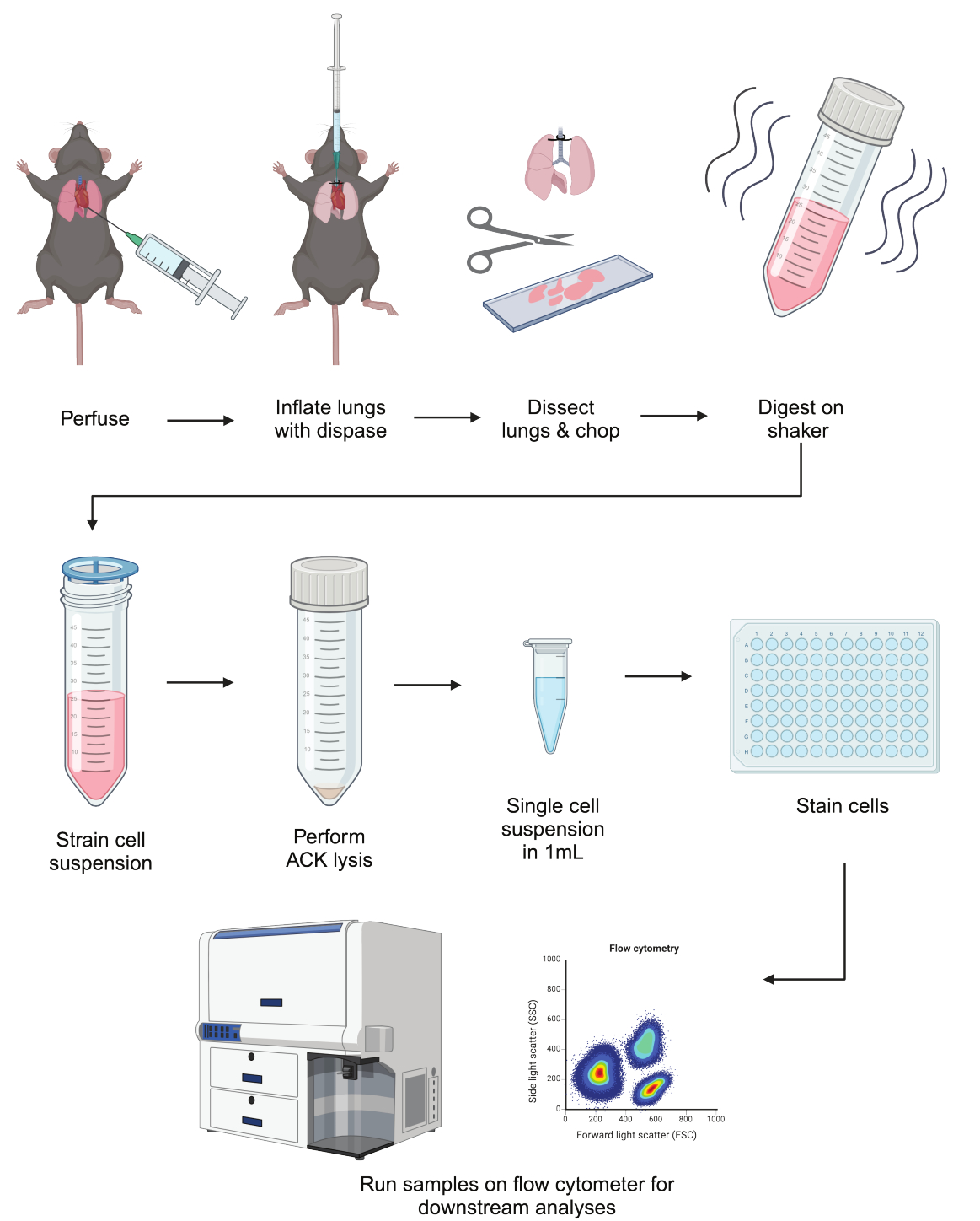 Isolation of Live Myeloid and Epithelial Cell Populations from the ...