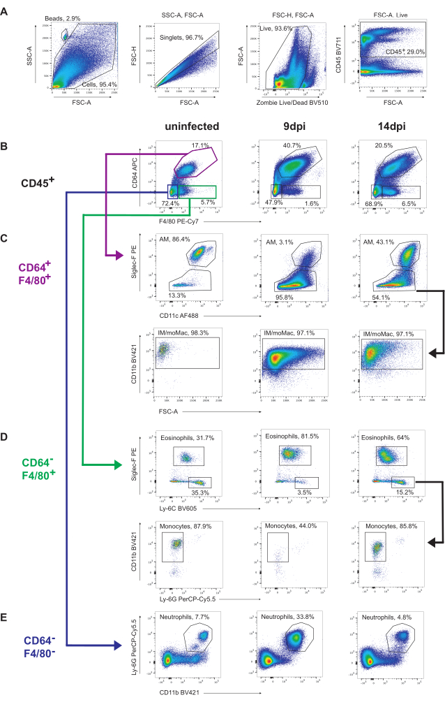 Isolation of Live Myeloid and Epithelial Cell Populations from the ...