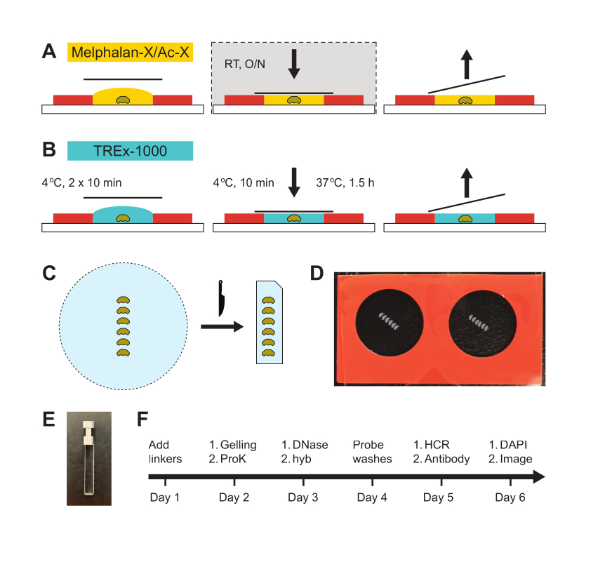 Multiplex Detection of Gene Expression in the Intact Drosophila Brain ...