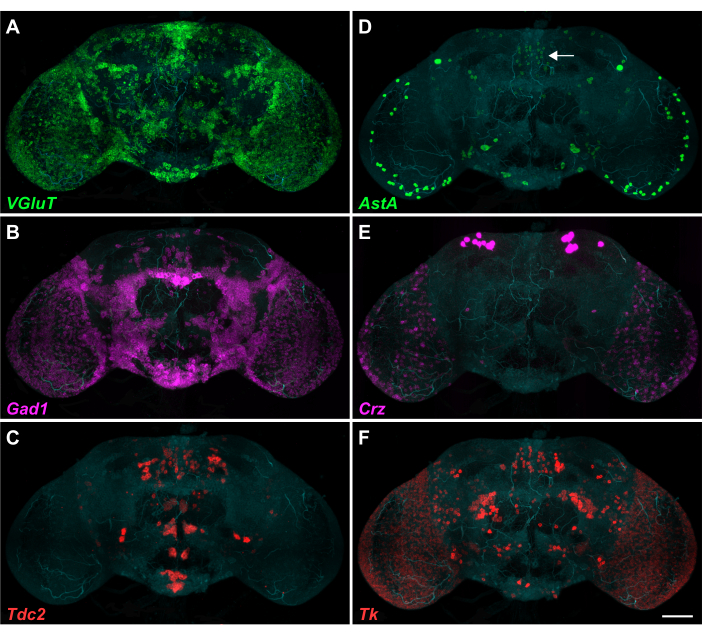 Multiplex Detection of Gene Expression in the Intact Drosophila Brain ...