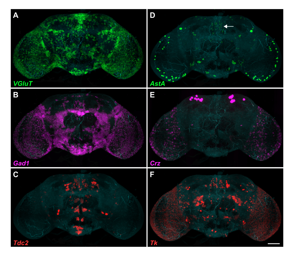 Multiplex Detection of Gene Expression in the Intact Drosophila Brain ...