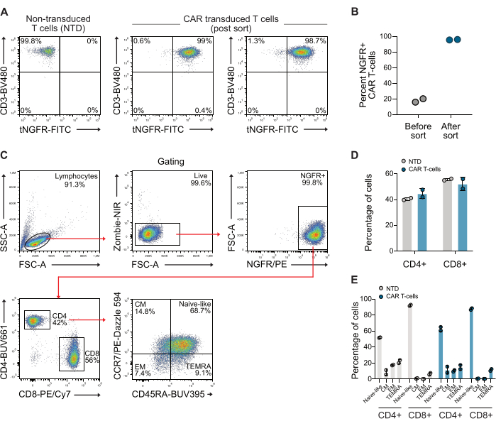 Flow cytometry analysis; CAR T-cell sorting, NGFR-FITC expression, CD4/CD8 quantification, diagrams, graphs.