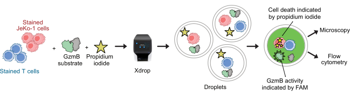 GzmB activity assay diagram with cell staining, propidium iodide, Xdrop setup, microscopy, flow cytometry.