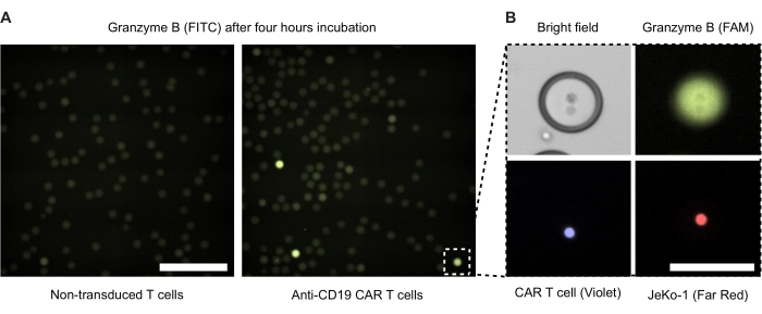 Granzyme B FITC microscopy; T cell incubation comparison; CAR T cell effectiveness assessment.
