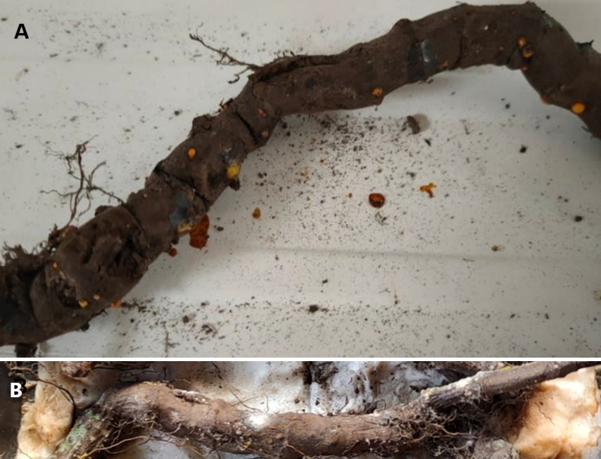 Control and Disposal of Invasive Japanese Knotweed Reynoutria japonica ...