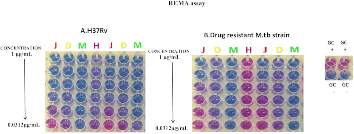 REMA assay microplate drug resistance test results; concentration gradient 0.0312 µg/mL in H37Rv vs. drug-resistant M.tb strain.
