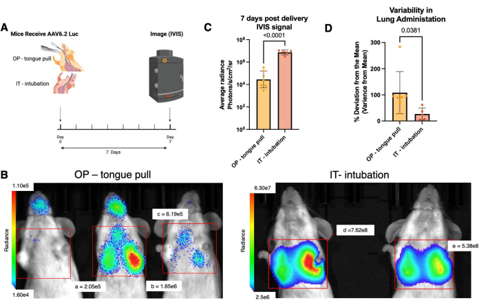 figure-results-1 Gene delivery method comparison in mice: AAV6.2 Luc via tongue pull or intubation, IVIS results.