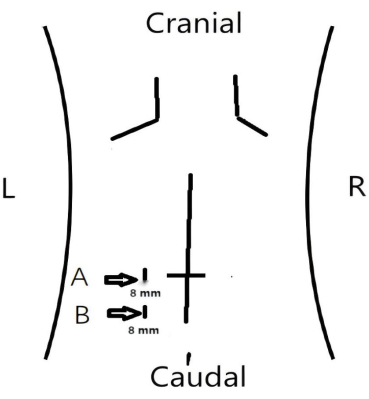 Cranial-caudal anatomical diagram, labeling and distances, education biomechanics study.