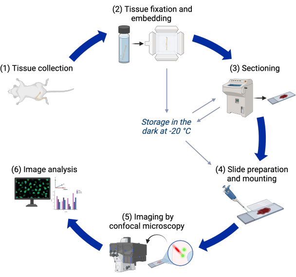 Tissue processing workflow: collection, fixation, sectioning, microscope imaging, analysis; diagram.