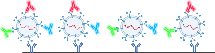 Antibody binding diagram, viral detection process; molecular interaction visualization.
