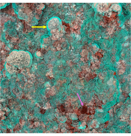Coral bleaching inspection using drone imagery; diagram; climate impact analysis, reef health.