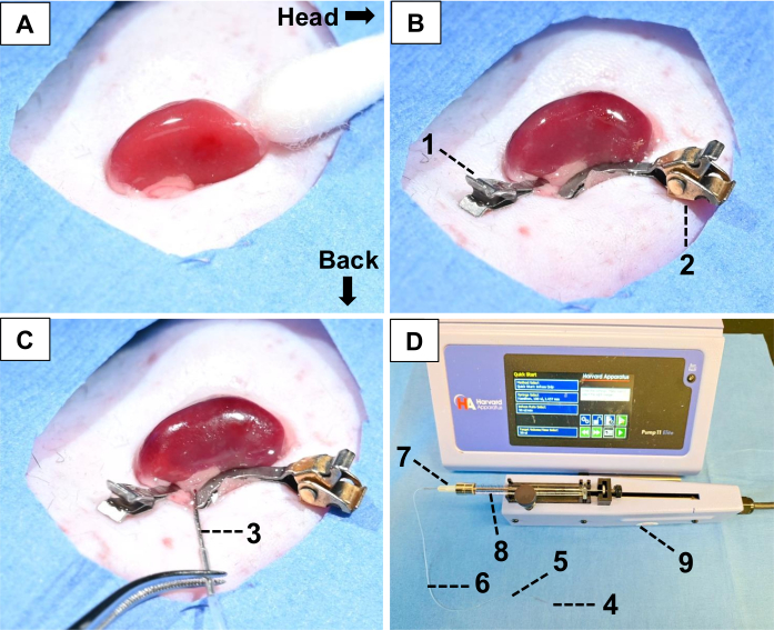 figure-results-1 Surgical procedure diagram with equipment setup showing experimental steps using syringe pump.