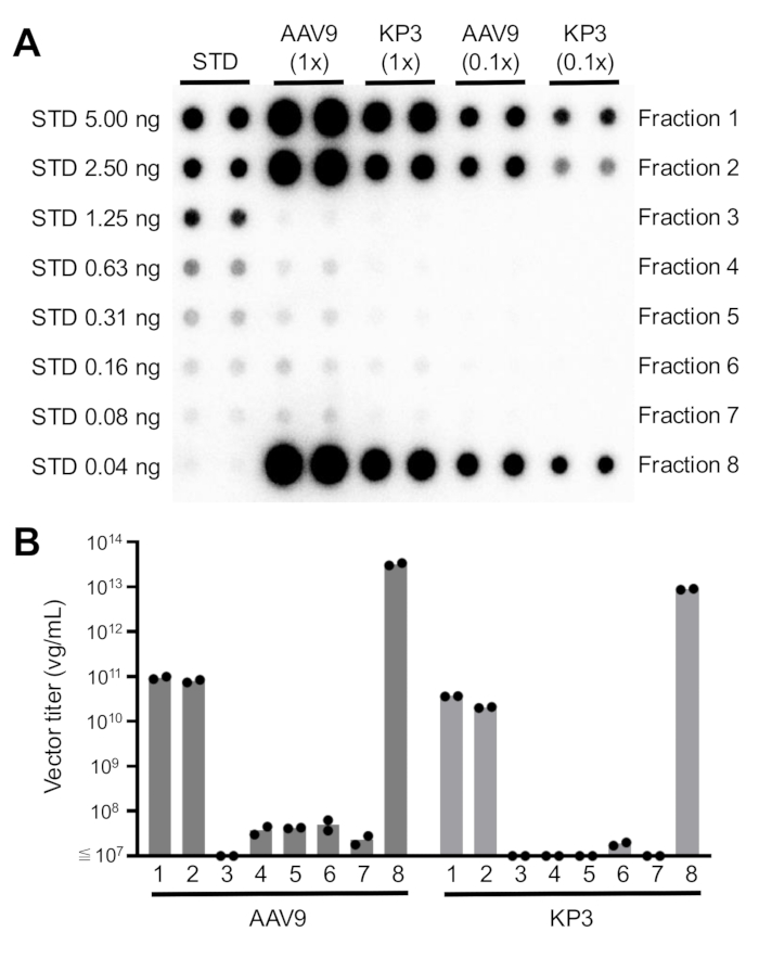 figure-results-2 Dot blot analysis and bar graph showing vector titer measurements for AAV9 and KP3 fractions.