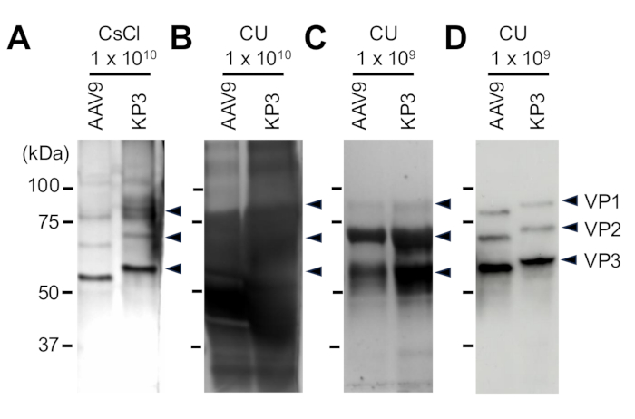 figure-results-3 Western blot results showing protein bands for AAV9 KP3 in CsCl and CU purification methods.