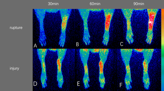 PET/CT With [68Ga]-NOTA-FAP-2286 for Imaging of Tendon Injuries in Rat ...