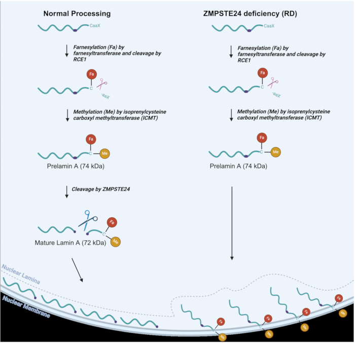 figure-introduction-1 Lamin A processing diagram; normal vs. ZMPSTE24 deficiency; farnesylation, methylation pathway.