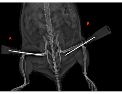 Pelvic fracture fixation in avian X-ray, bone alignment, orthopedic surgery, veterinary imaging.