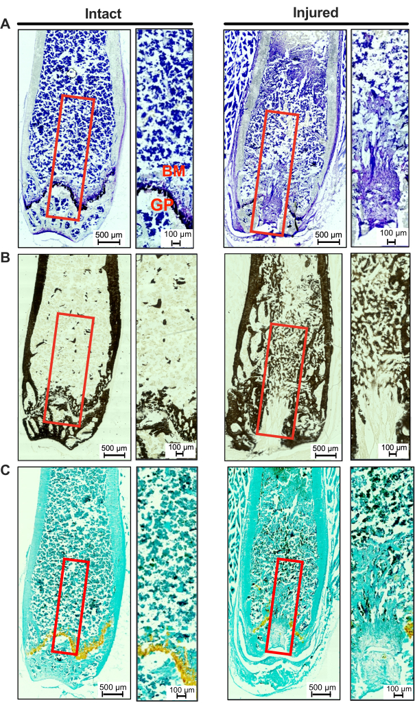Histological analysis of intact vs. injured tissue sections; microscopy images showing structural differences.