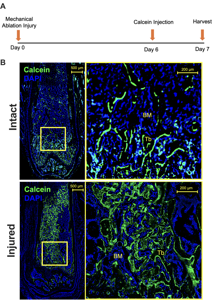 Timeline of calcein injection and harvest with microscopy images of bone under intact and injured conditions.