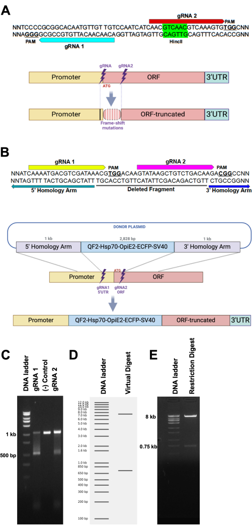 CRISPR gene editing diagram and electrophoresis gels showing DNA sequence targeting and mutations.