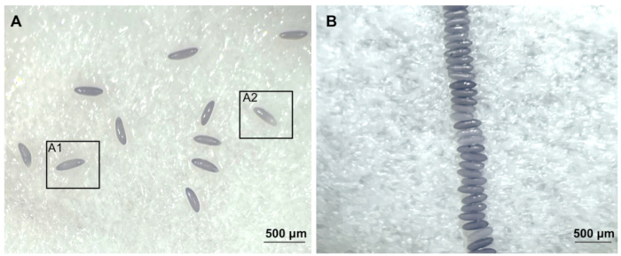Microscope image of spore arrangement analysis, detailing fungal spore pattern at 500 µm scale.