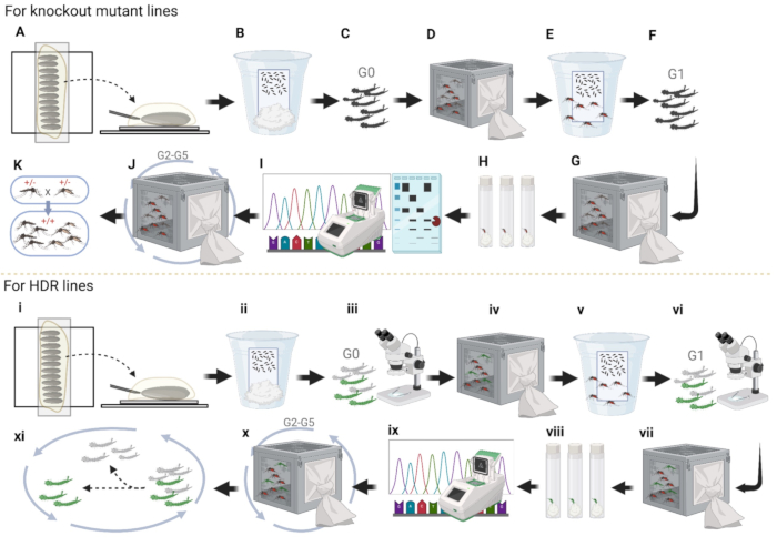 Knockout/HDR mutant lines process, DNA sequencing, microscopy, breeding, genetic analysis diagram.