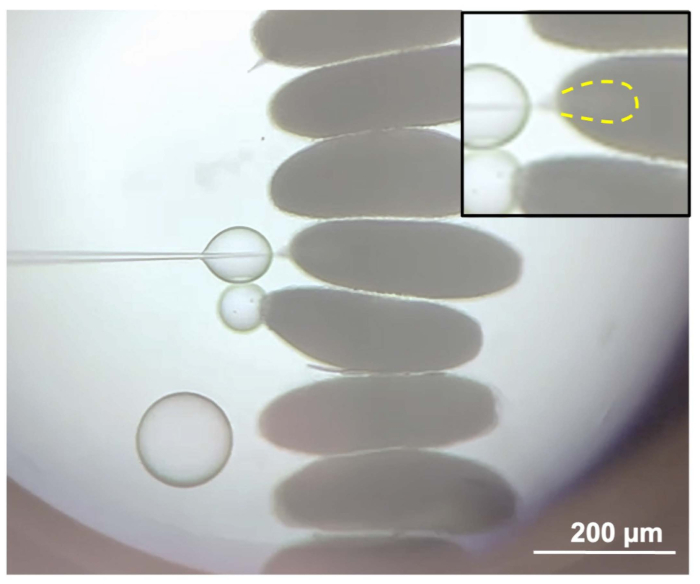 Microscale fluidic device experiment; droplet manipulation; microscopy image; droplet dynamics.