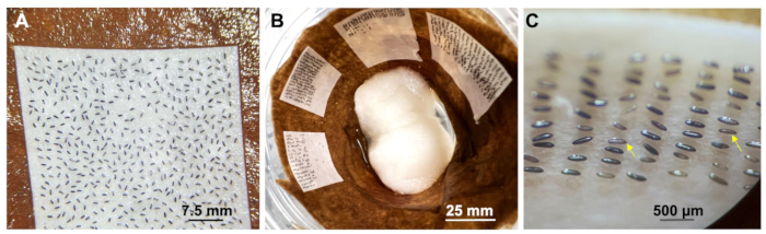 Seed germination on paper substrate, experimental setup and detail view, labeled with scale.